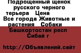 Подрощенный щенок русского черного терьера › Цена ­ 35 000 - Все города Животные и растения » Собаки   . Башкортостан респ.,Сибай г.